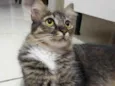 Cloe 