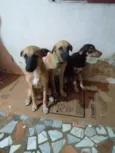 Pipoca,Fubá e Chocol