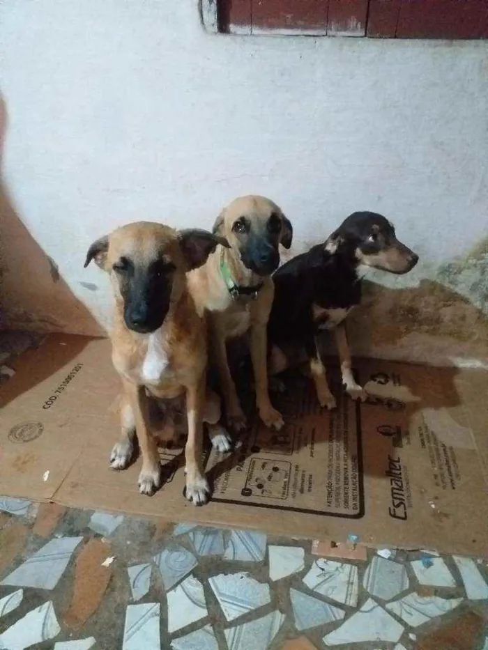 Cachorro raça Sem raça  idade 2 a 6 meses nome Pipoca,Fubá e Chocol