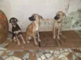 Pipoca,Fubá e Chocol