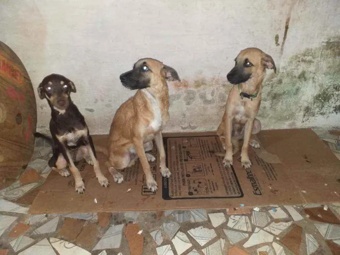 Cachorro raça Sem raça  idade 2 a 6 meses nome Pipoca,Fubá e Chocol