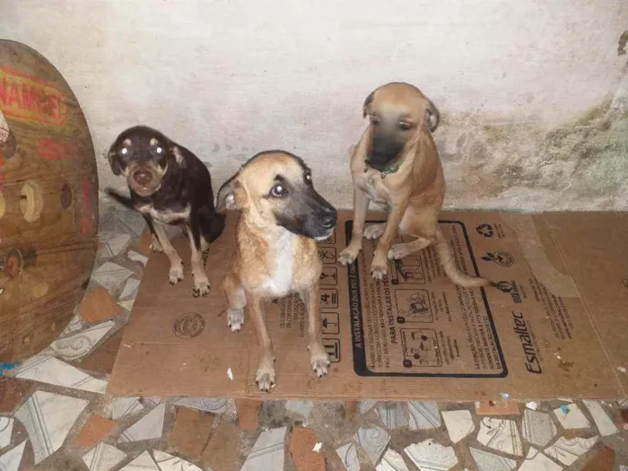 Cachorro raça Sem raça  idade 2 a 6 meses nome Pipoca,Fubá e Chocol