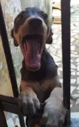 Pipoca,Fubá e Chocol