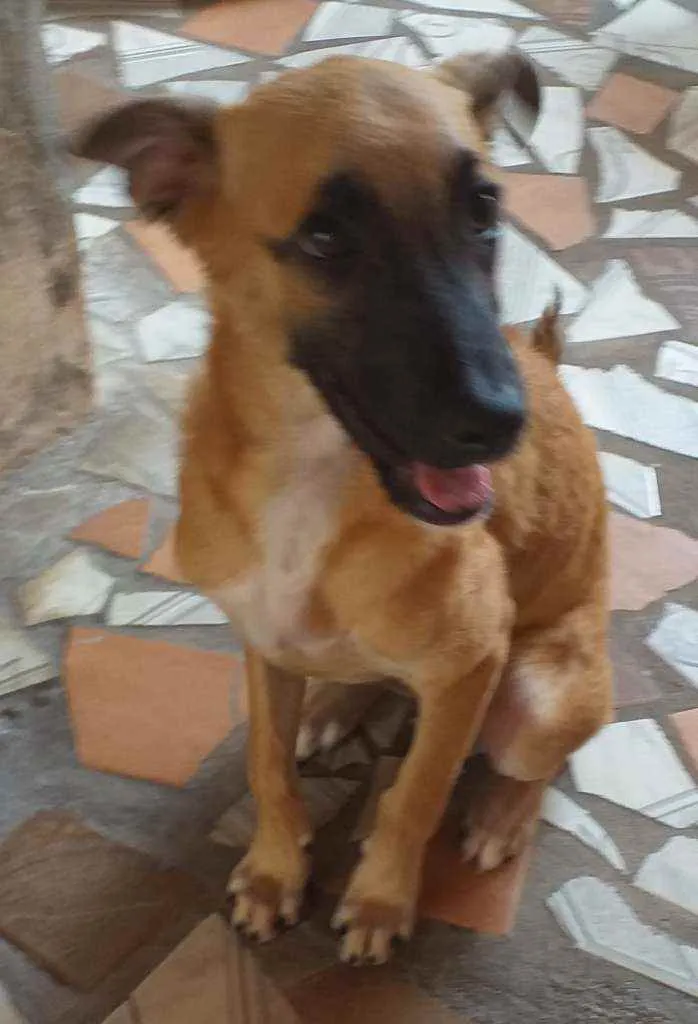 Cachorro raça Sem raça  idade 2 a 6 meses nome Pipoca,Fubá e Chocol