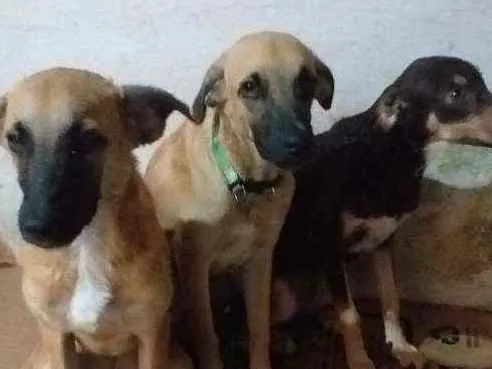 Cachorro raça Sem raça  idade 2 a 6 meses nome Pipoca,Fubá e Chocol