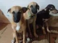Pipoca,Fubá e Chocol
