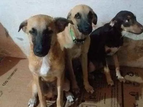 Cachorro raça Sem raça  idade 2 a 6 meses nome Pipoca,Fubá e Chocol