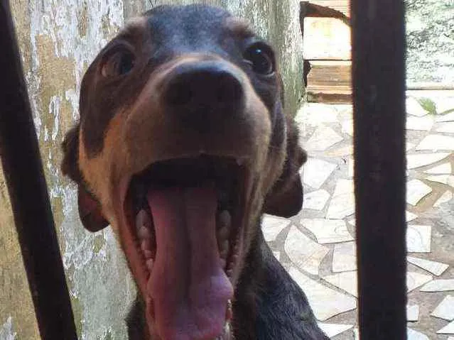 Cachorro raça Sem raça  idade 2 a 6 meses nome Pipoca,Fubá e Chocol