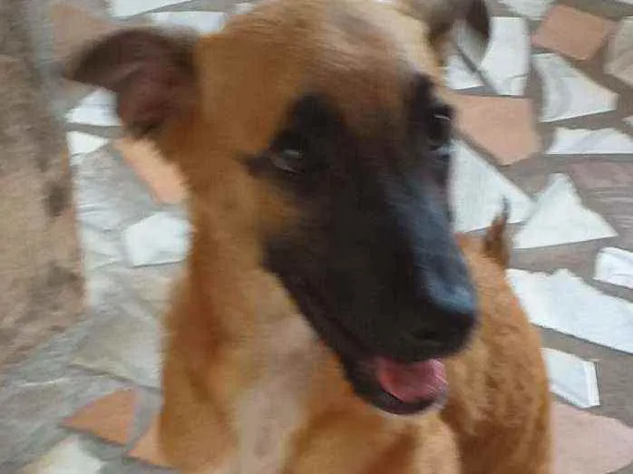 Cachorro raça Sem raça  idade 2 a 6 meses nome Pipoca,Fubá e Chocol