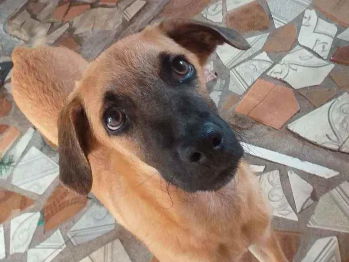 Cachorro raça Sem raça  idade 2 a 6 meses nome Pipoca,Fubá e Chocol