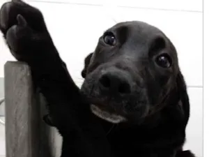 Cachorro raça Vira lata  idade 7 a 11 meses nome Bart