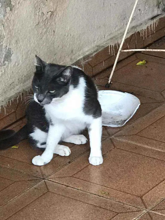 Gato raça SDR idade 5 anos nome Sem nome