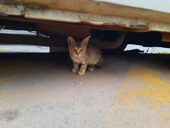 Gato ra a S.R.D. idade 2 a 6 meses nome Lady