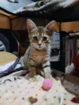 Lady