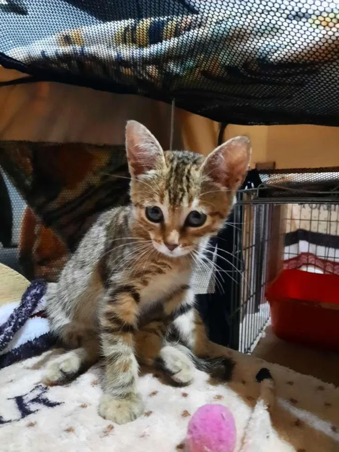 Gato ra a S.R.D. idade 2 a 6 meses nome Lady