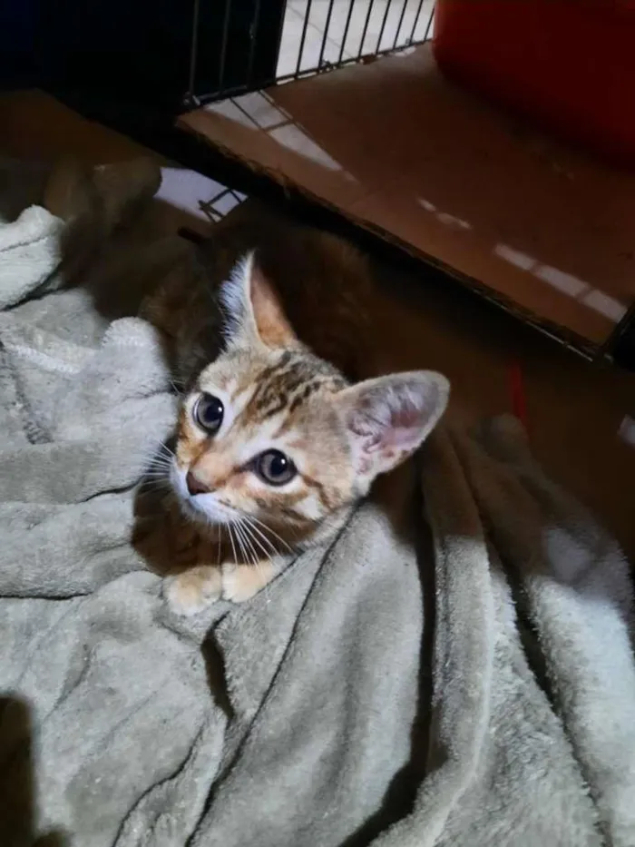 Gato ra a S.R.D. idade 2 a 6 meses nome Lady