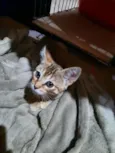 Lady