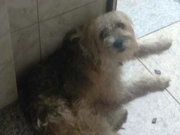 Cachorro ra a Poodle com viralata idade 1 ano nome Mugiwara