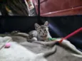 Chico