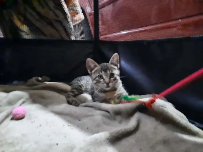 Gato ra a S.R.D. idade 2 a 6 meses nome Chico