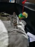 Chico