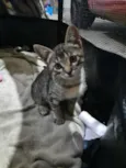 Chico