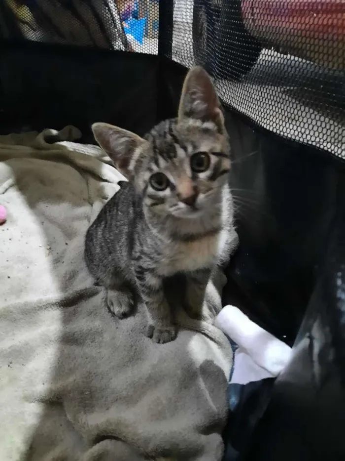 Gato ra a S.R.D. idade 2 a 6 meses nome Chico