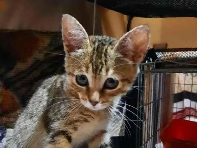 Gato ra a S.R.D. idade 2 a 6 meses nome Lady