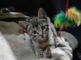 Chico