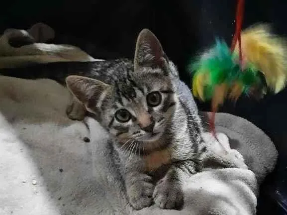 Gato ra a S.R.D. idade 2 a 6 meses nome Chico