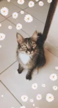 Cloe 