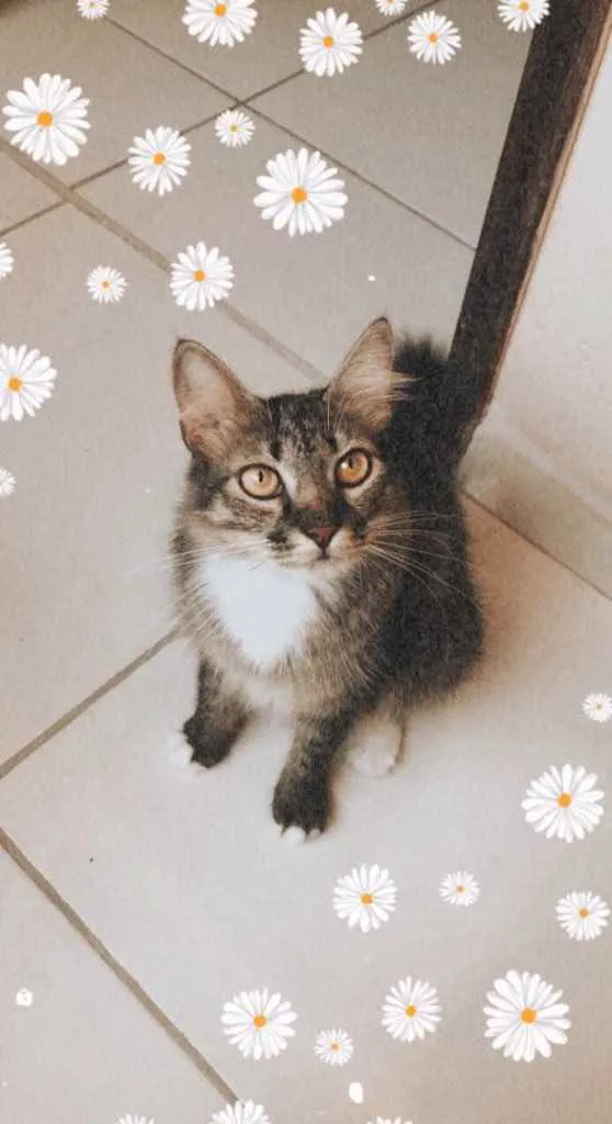 Gato ra a SRD idade 2 anos nome Cloe 