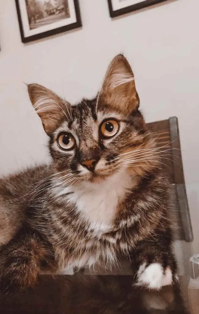 Gato ra a SRD idade 2 anos nome Cloe 