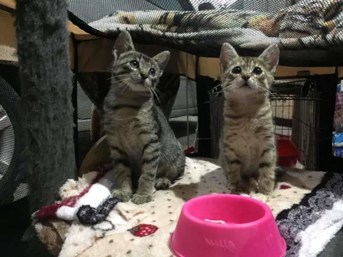Gato ra a S.R.D. idade 2 a 6 meses nome Lady e Loki