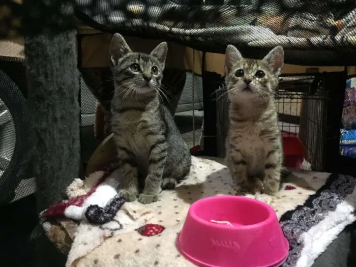 Gato ra a S.R.D. idade 2 a 6 meses nome Lady e Loki