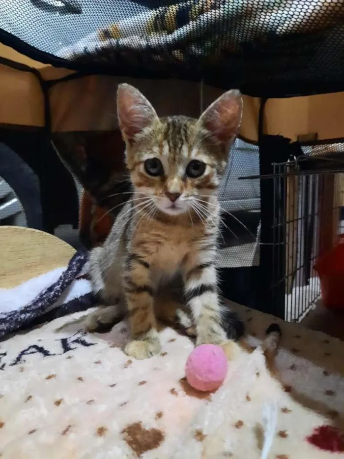 Gato ra a S.R.D. idade 2 a 6 meses nome Lady e Loki