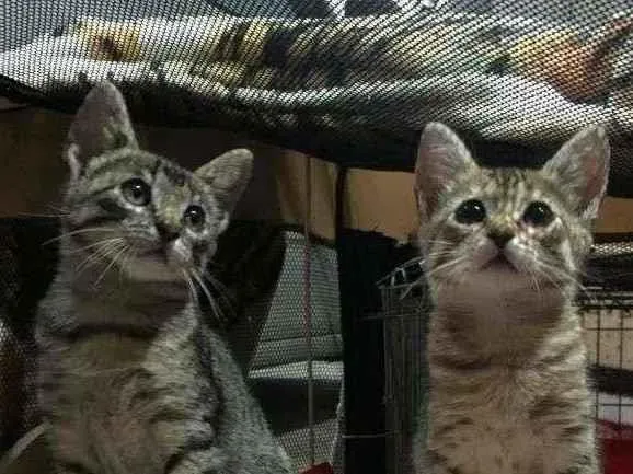 Gato ra a S.R.D. idade 2 a 6 meses nome Lady e Loki