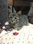 Chico