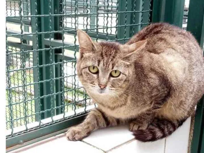 Gato raça Vira lata  idade 6 ou mais anos nome Docinho 