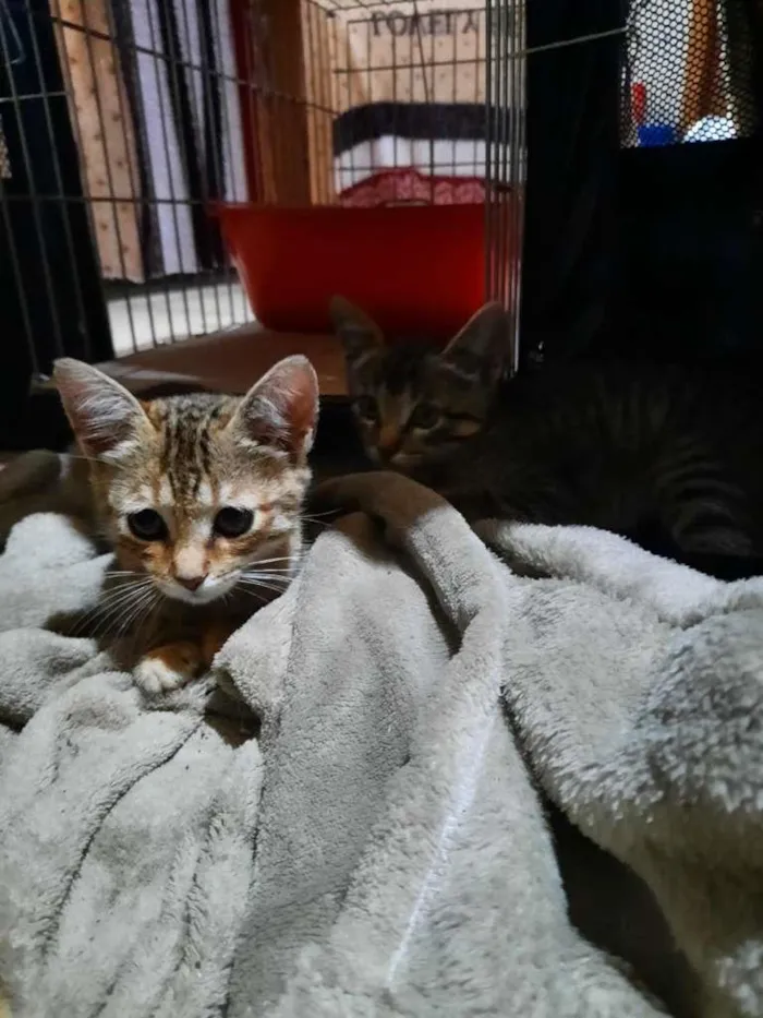 Gato ra a S.R.D. idade 2 a 6 meses nome Lady e Loki