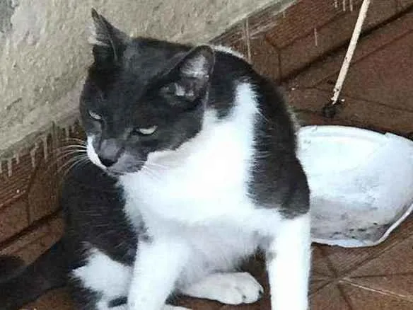 Gato raça SDR idade 5 anos nome Sem nome