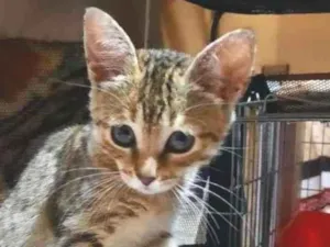 Gato raça S.R.D. idade 2 a 6 meses nome Lady