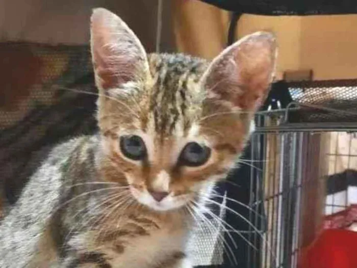 Gato ra a S.R.D. idade 2 a 6 meses nome Lady
