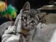 Chico