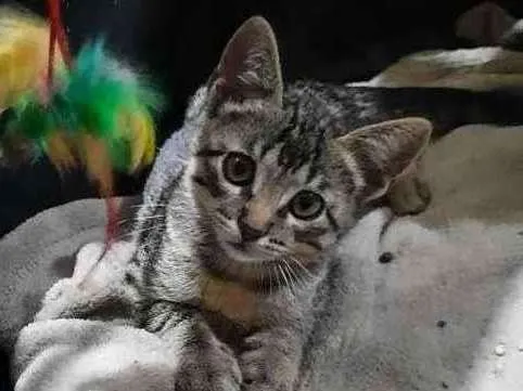 Gato ra a S.R.D. idade 2 a 6 meses nome Chico
