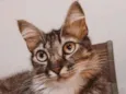 Cloe 