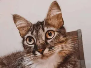Gato raça SRD idade 2 anos nome Cloe 