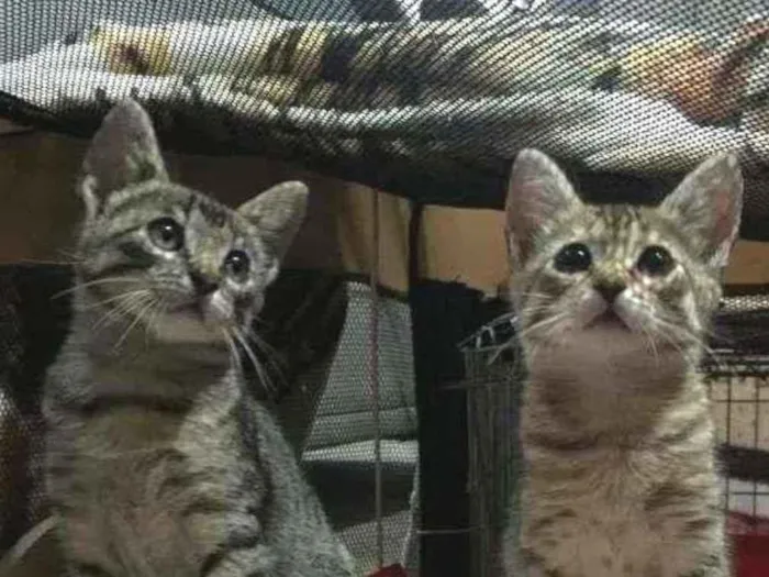 Gato ra a S.R.D. idade 2 a 6 meses nome Lady e Loki