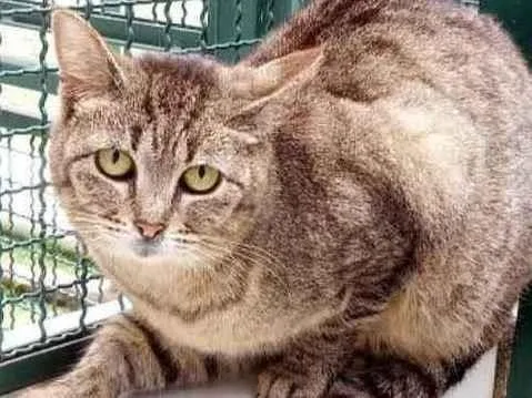 Gato raça Vira lata  idade 6 ou mais anos nome Docinho 