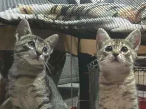 Gato raça S.R.D. idade 2 a 6 meses nome Lady e Loki